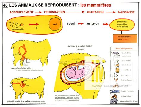 Science Les Animaux Se Reproduisent Les Mammiferes Gestation De La