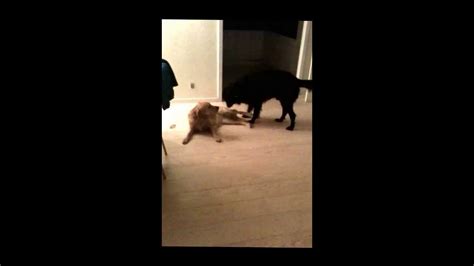 Male Dog Is Mating With Female Dog Youtube