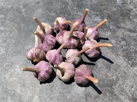 Organic Garlic Seed Bulbs - Cherry Homestead