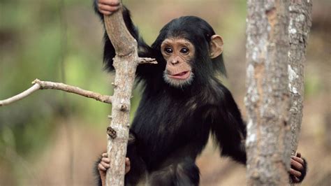 Black monkey climbing a tree | HD Animals Wallpapers