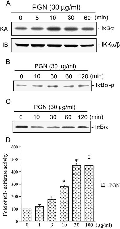 Pgn Induced Ikk Activation Ib Phosphorylation Ib Degradation And