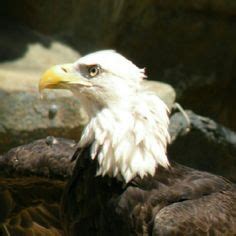 9 Smoky Mountain Birds ideas | birds, smoky mountains, gatlinburg