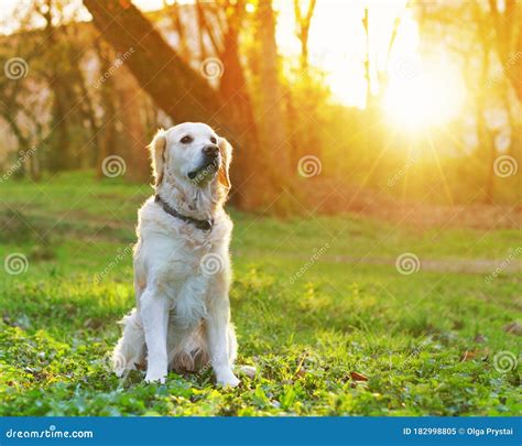 Adorable Perro Recuperador De Oro Sentado En El Patio Trasero Imagen De