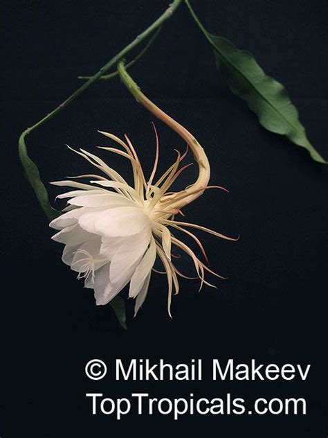 Night Blooming Cactus Flower