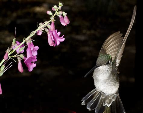 Femalebroadtailhummingbird Female Broad Tail Hummingbird Flickr