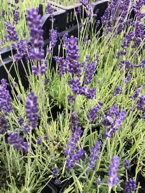 X Lavandula Angustifolia Hidcote Lavendel In X Cm Pot Bol