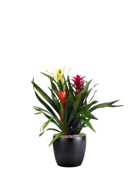 Bromeliad Garden Phillip S Interior Plants Displays