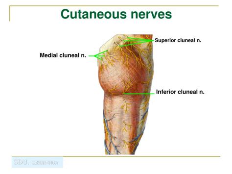 Superior Cluneal Nerve Symptoms - Cluneal Nerve Block | Nevada Pain ...