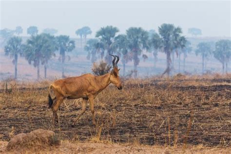 Photos of the Rarest Animals on Earth | Reader's Digest