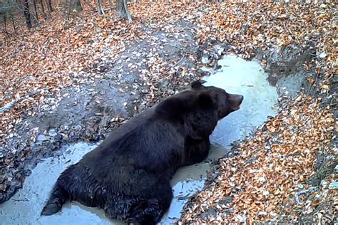 Imagini virale cu un urs din Parcul Natural Bucegi care se bălăcește