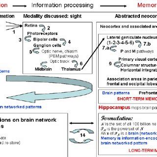 Abstracted neocortex function and process | Download Scientific Diagram