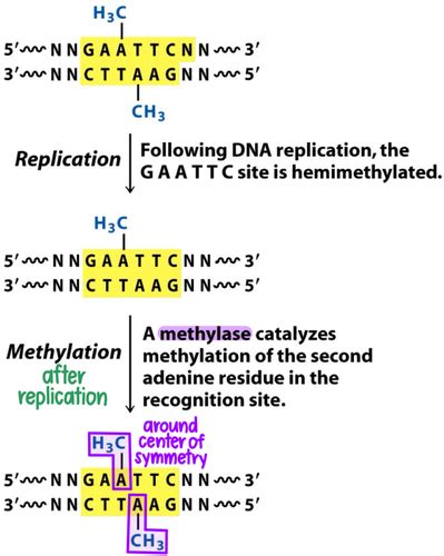 Chapter 41 Recombinant Dna Technology Flashcards Quizlet