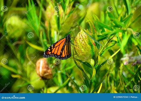 Butterfly Metamorphosis Metamorfosis Kupu Kupu Royalty Free Stock Photo