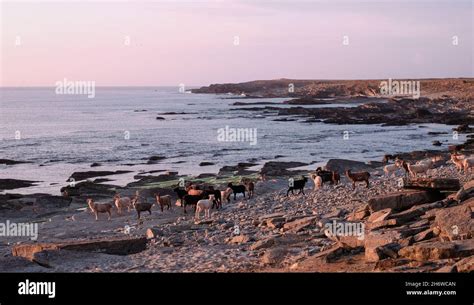 Semi-feral seaweed-eating sheep on the rocky west coast of the Orkney island of North Ronaldsay ...