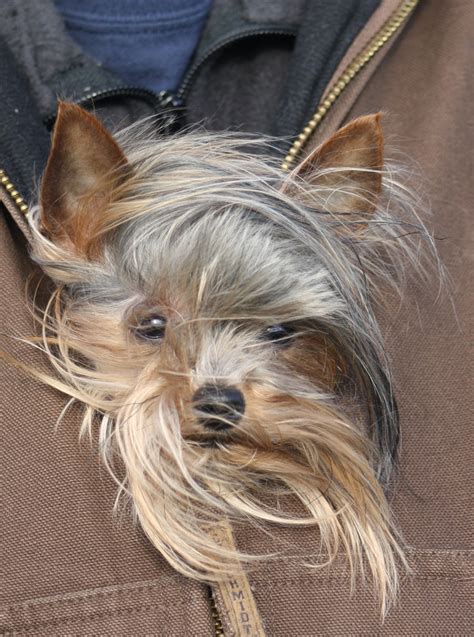 Yorkie In Brown Jacket On Bad Hair Day