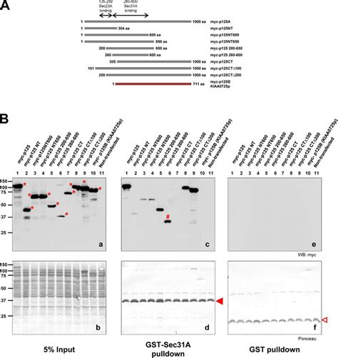 Residues 260600 Of P125A Are Sufficient For Binding To Sec31A A A