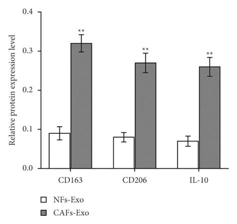 Cafs Derived Exosomes Cafs Exo Facilitated Macrophage M2