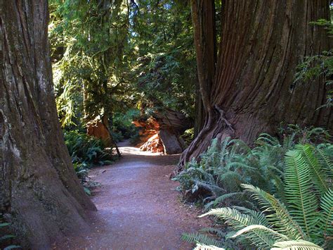 Simpson-Reed Trail: Jedediah Smith Redwoods State Park, California