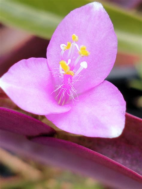 My Purple Hearts Flowered : r/houseplants