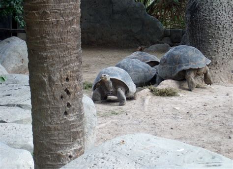 Brenda's Adventures: Gladys Porter Zoo