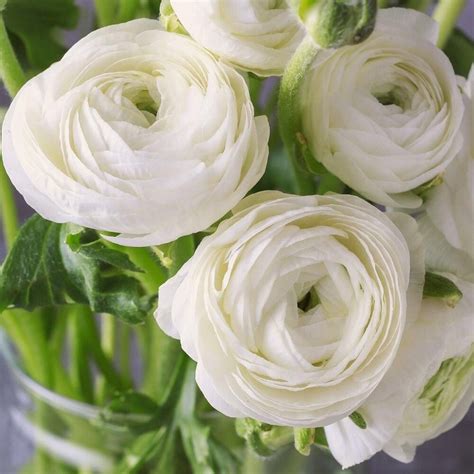 ranunculus flowers beauty care  varieties