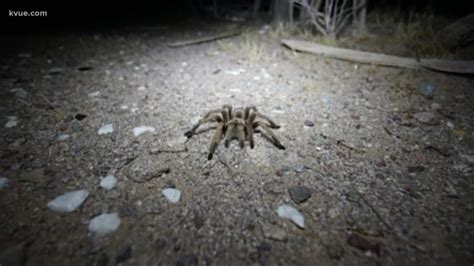 Fist Sized Tarantulas Spotted On Barton Creek Greenbelt