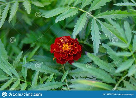 Woodland Sunflower Or Helianthus Divaricatus In Flower Bed Stock Image