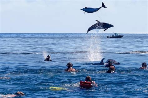 Kizimkazi Dolphins Tour Zanzibar | Zanziworld Tours