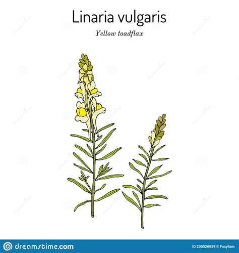 Toadflax Amarillo O Butterandeggs Linaria Vulgaris Planta Medicinal Ilustración Del Vector