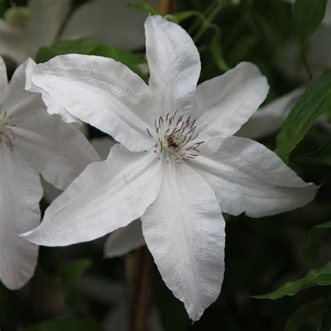 Buy Clematis Group 2 Clematis Beautiful Bride Pbr