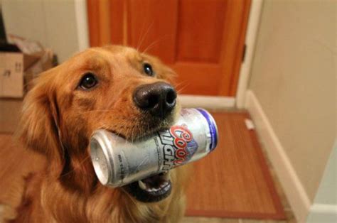 Beer Dog – 1Funny.com