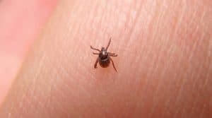 how to get rid of bird mites in your home