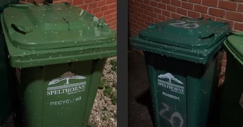 Maggot nightmare as bin row turns new home into 'unbearable' nightmare ...