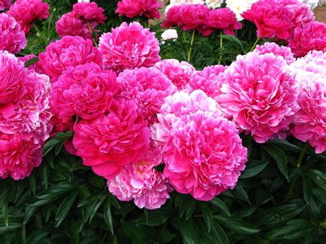 Купить Пион молочноцветковый "Джакорма" (Paeonia Jacorma) от 2 499 руб ...