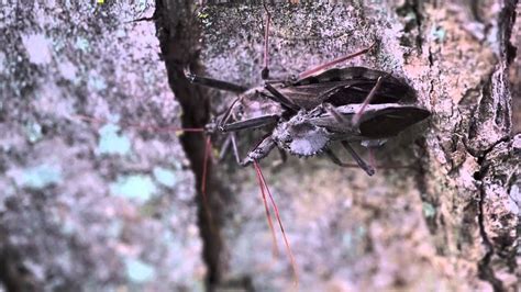 Wheel Bugs Mating Youtube