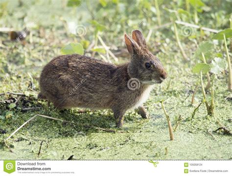 Marsh Rabbit In Florida Wetlands Stock Photo Image Of Fauna Sunlight