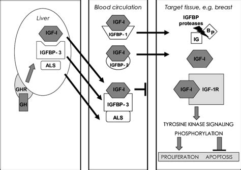 1 The Circulating And Tissue Igf System Components Growth Hormone Download Scientific Diagram