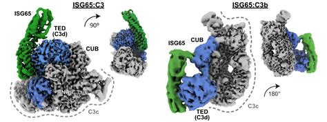 Cryo Electron Microscopy And Saxs Help Reveal How The Sleeping Sickness Parasite Evades The