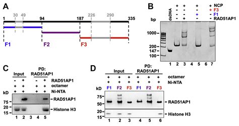 Rad Ap Mediates Rad Activity Through Nucleosome Interaction