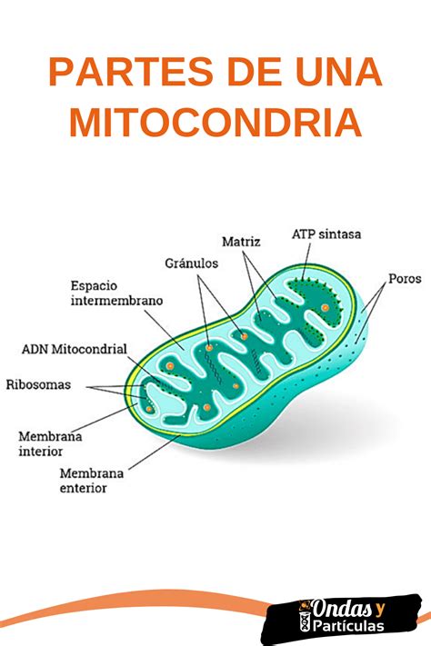 Partes de una mitocondria Enseñanza de química Biología avanzada