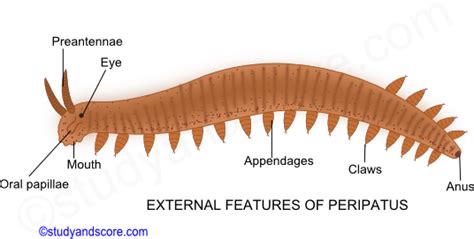 Onychophora