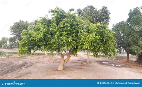 Pongamia pinnata tree stock image. Image of pongamia - 235969549