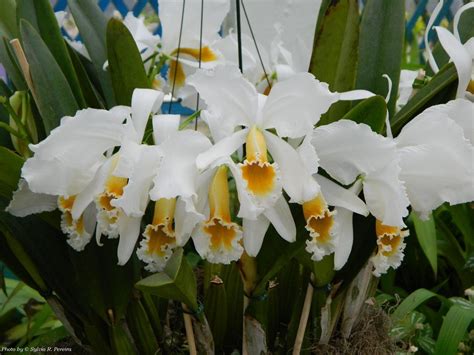 C Percivaliana Alba X Labiata Alba Muda 5 A 10 Cm Orquídeas E Muito