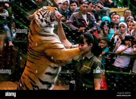 Sumatra tiger attractions entertain visitors at Taman Safari Bogor, Indonesia, on International ...