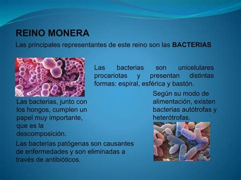 Los 5 Reinos Biologicos Ppt