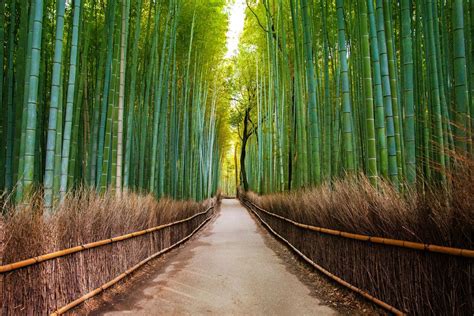 Bosquet De Bambous Darashiyama à Kyoto Japon Forest Bathing Tree