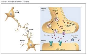 Cholinergic Drugs | Overview & Side Effects | Study.com