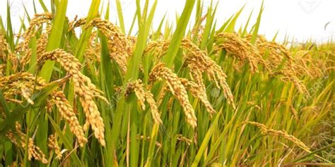 nepal records highest quantity  paddy production  year ceo tab
