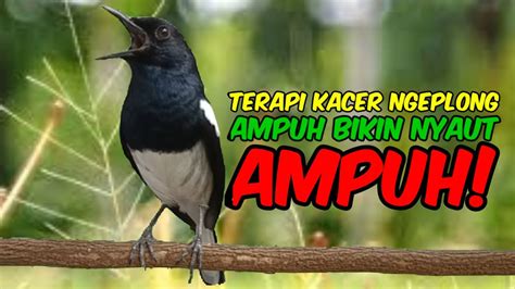 Terapi Siang Kacer Ngeplong Untuk Pancingan Kacer Bahan Bikin Cepat