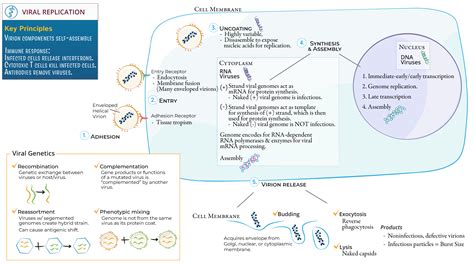 Immunology Microbiology Viral Replication Ditki Medical